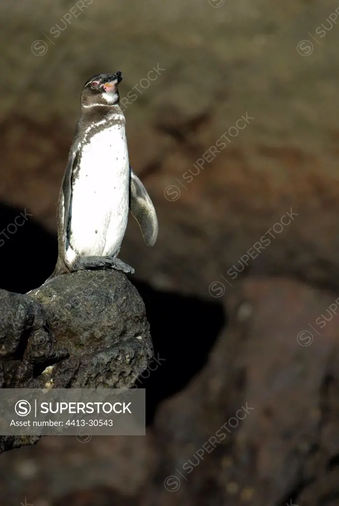 Galapagos Penguin Bartolome Island Galapagos