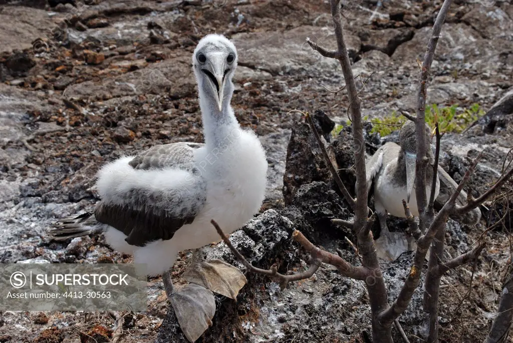 Fledgling of masked Booby shouting Galapagos