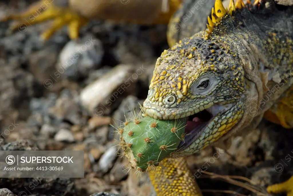 Land Iguana eating a cactus fig Galapagos