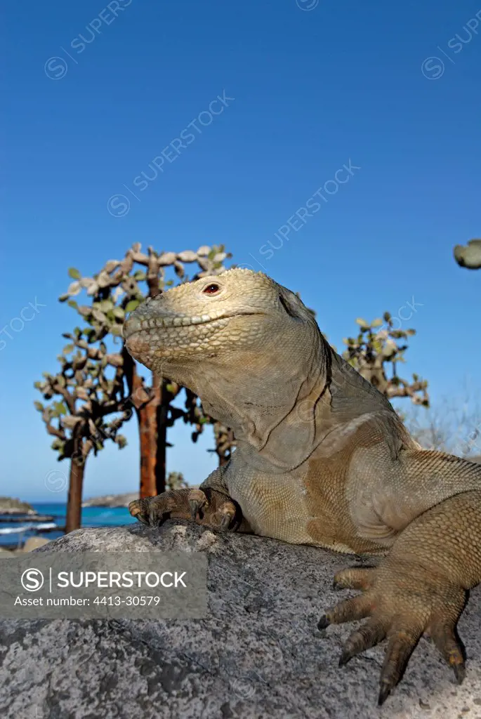 Land Iguana on a rock Galapagos
