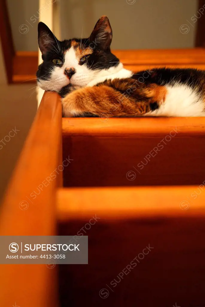 Cat sleeping on a bench out of wooden