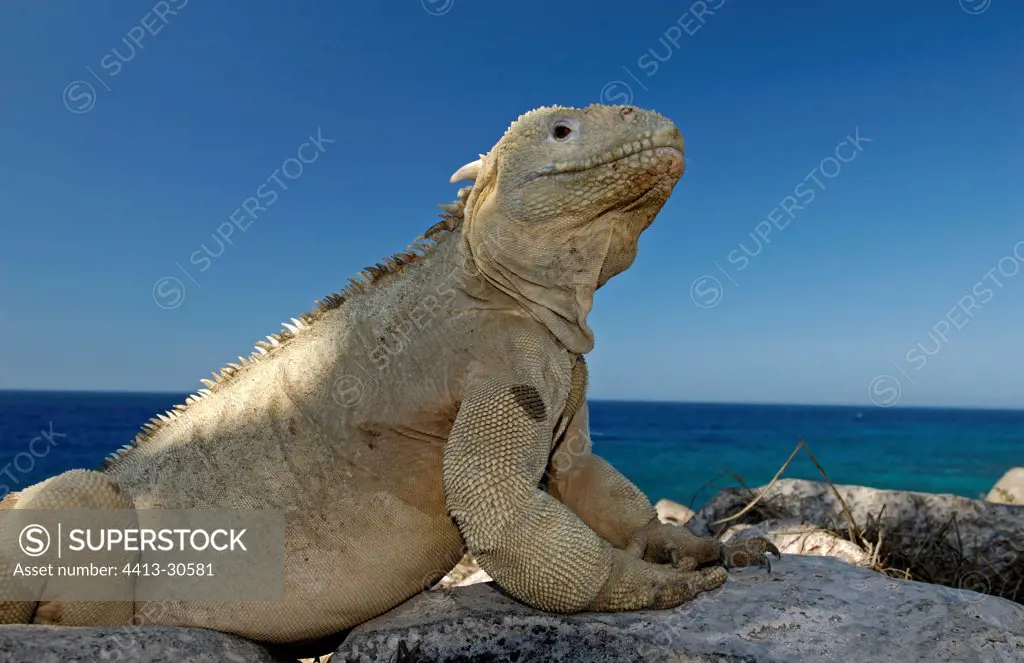 Land Iguana on a rock Galapagos