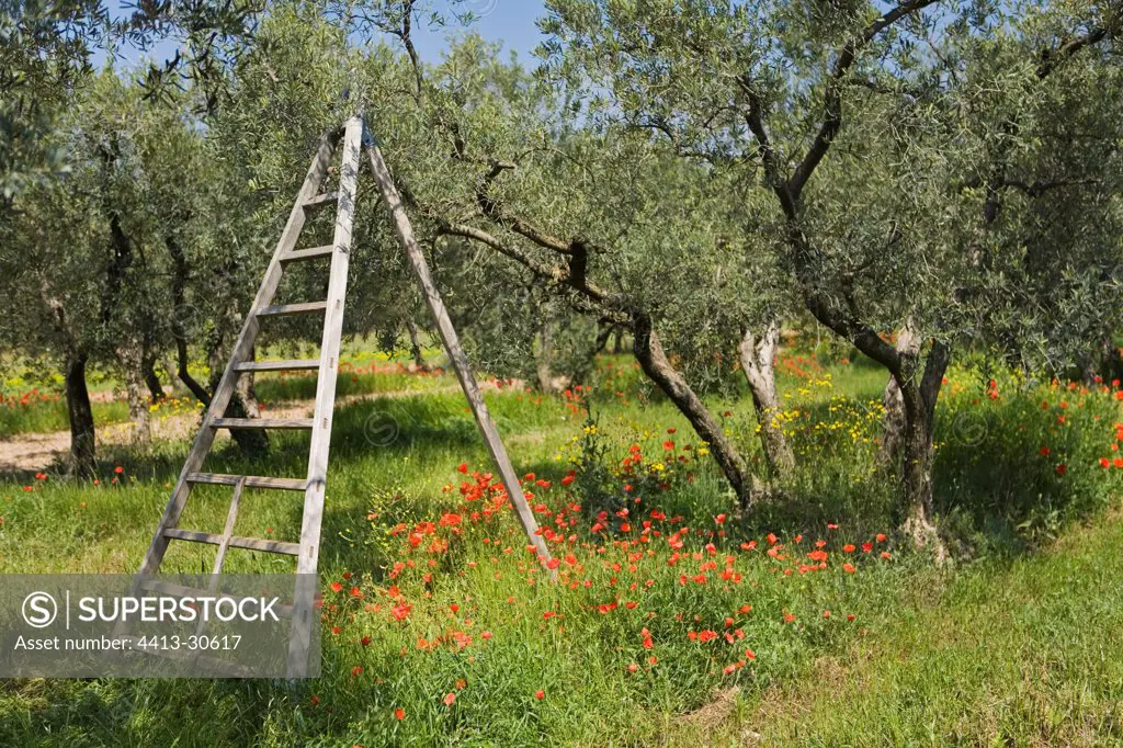 Stepladder in a field of Olives tree and Poppies France