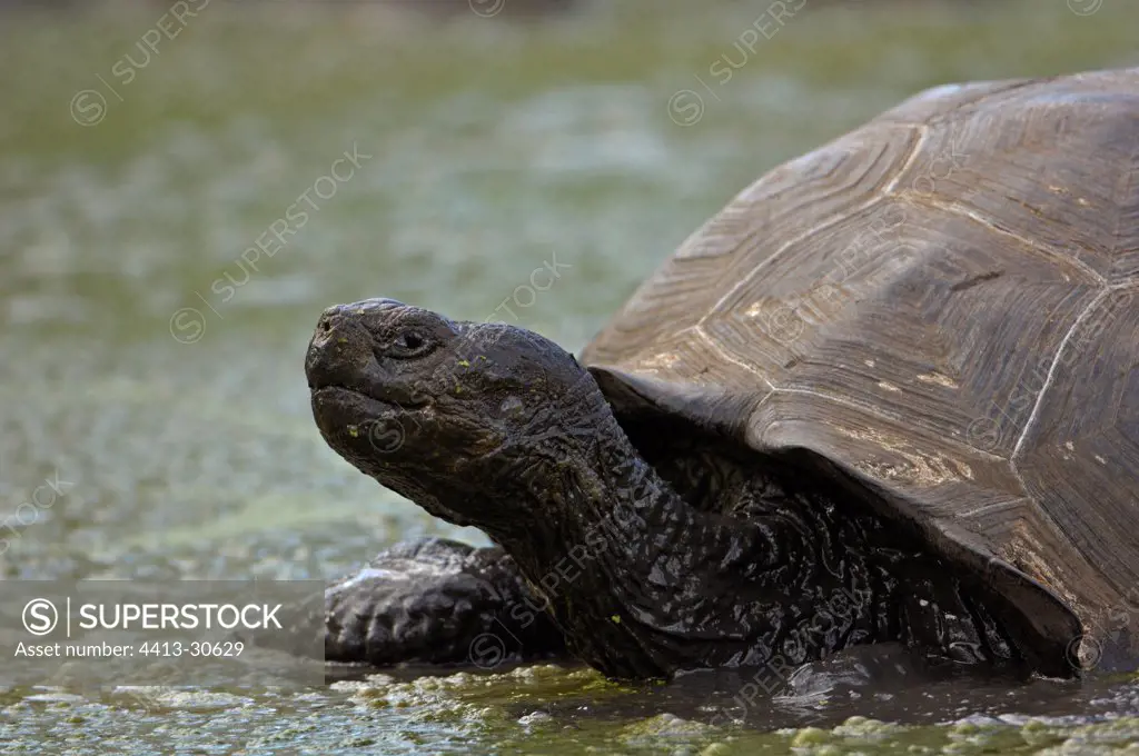 Galapagos giant tortoise bathing Galapagos