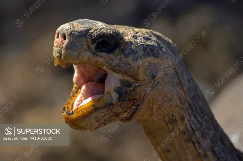 Galapagos giant tortoise blowing Galapagos