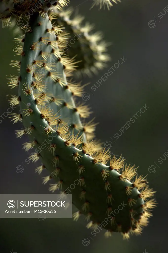 Pricklypear of a Cactus Santa Cruz Island Galapagos