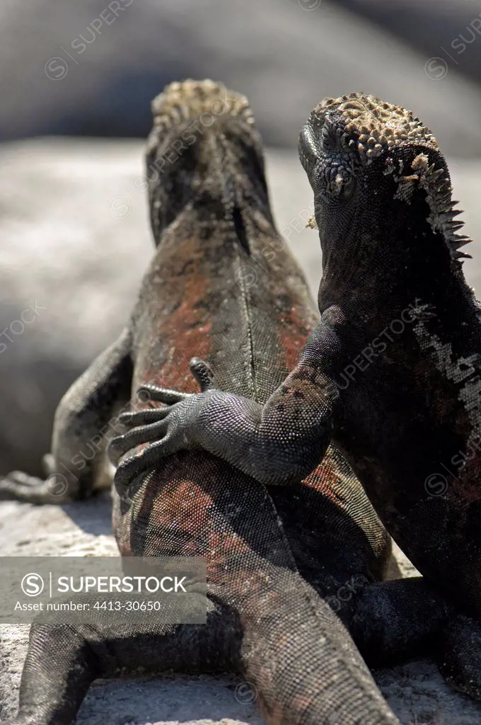 Marine Iguanas warming theirself at sun Galapagos