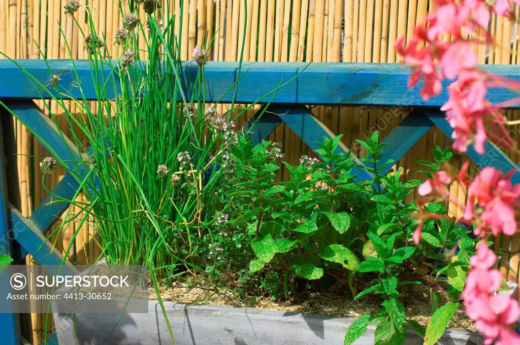 Aromatic plants on a flowered garden terrace