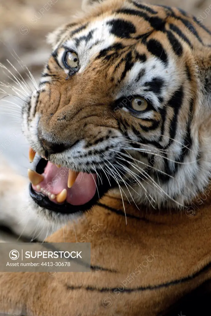 Bengal Tiger threatening Bandhavgarh India