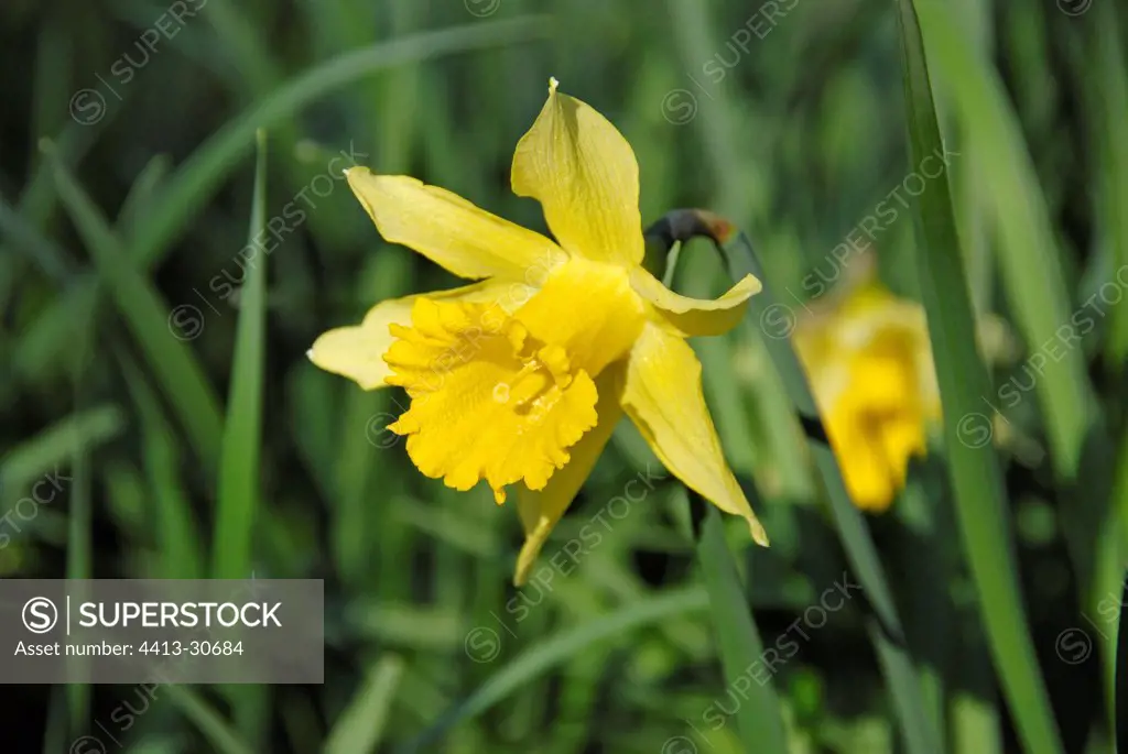 Daffodil in bloom France