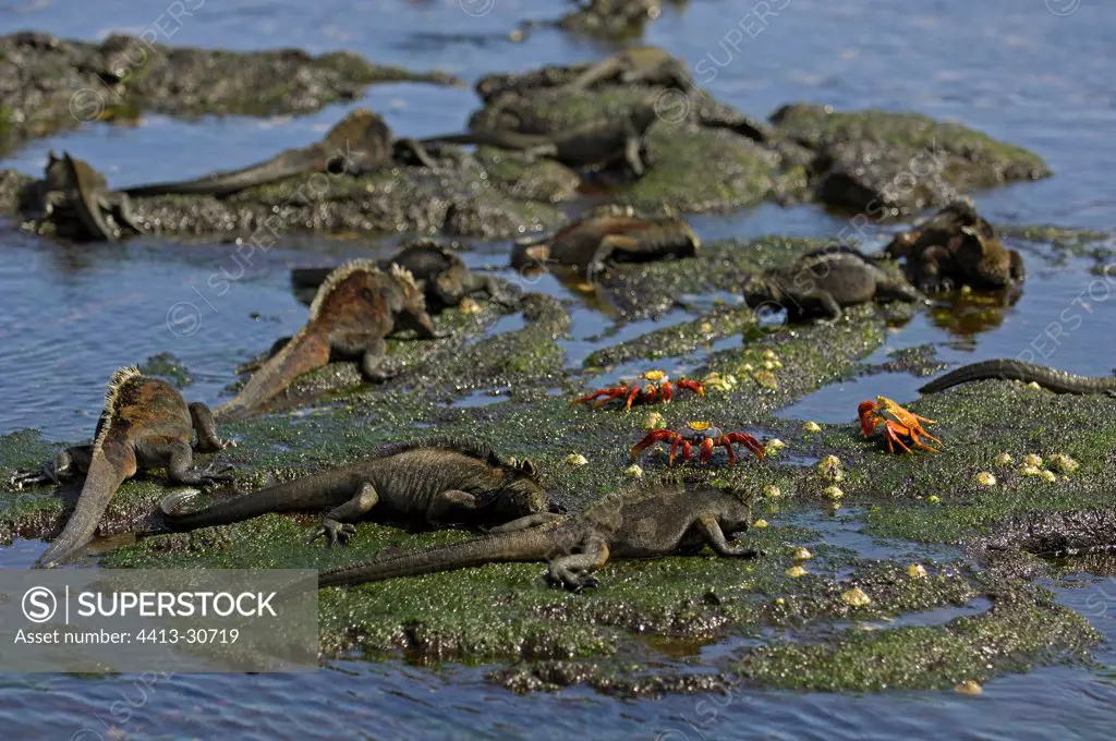Marine Iguanas searching for algaes at low tide Galapagos