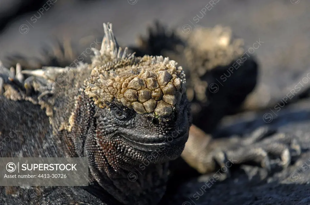 Marine Iguana searching for algaes at low tide Galapagos