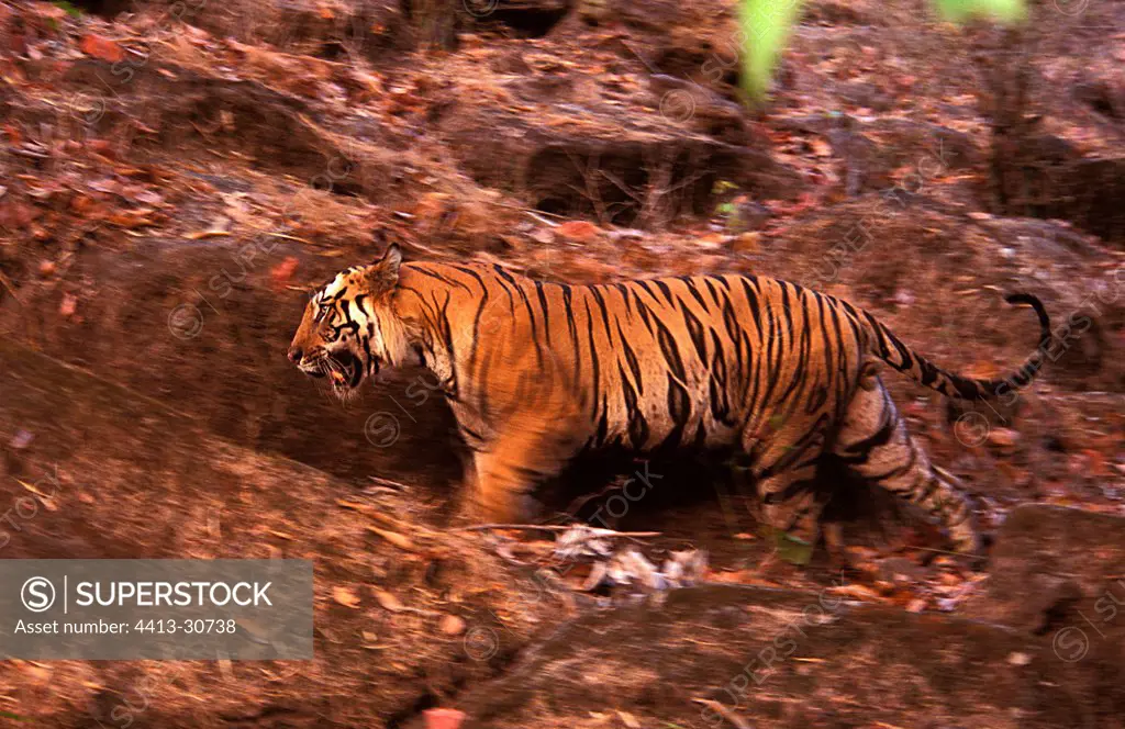 Bengal Tiger walking in forest Bandhavgarh India