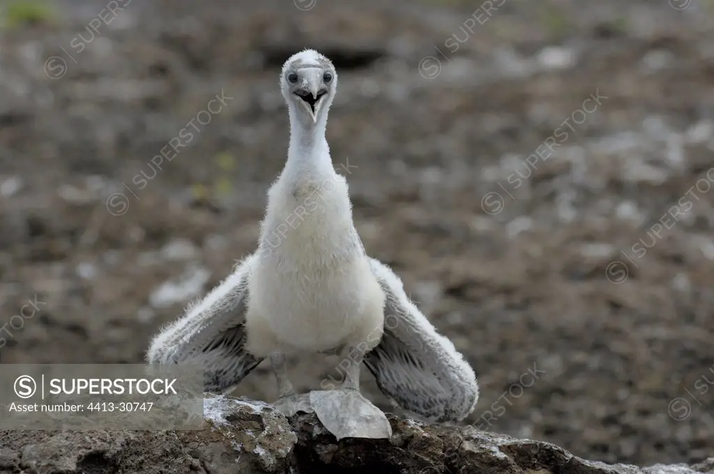 Fledgling of blue footed Booby shouting Galapagos