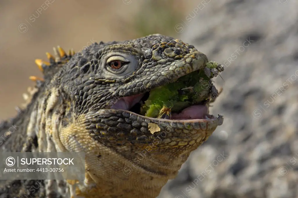 Land Iguana eating a cactus fruit Galapagos