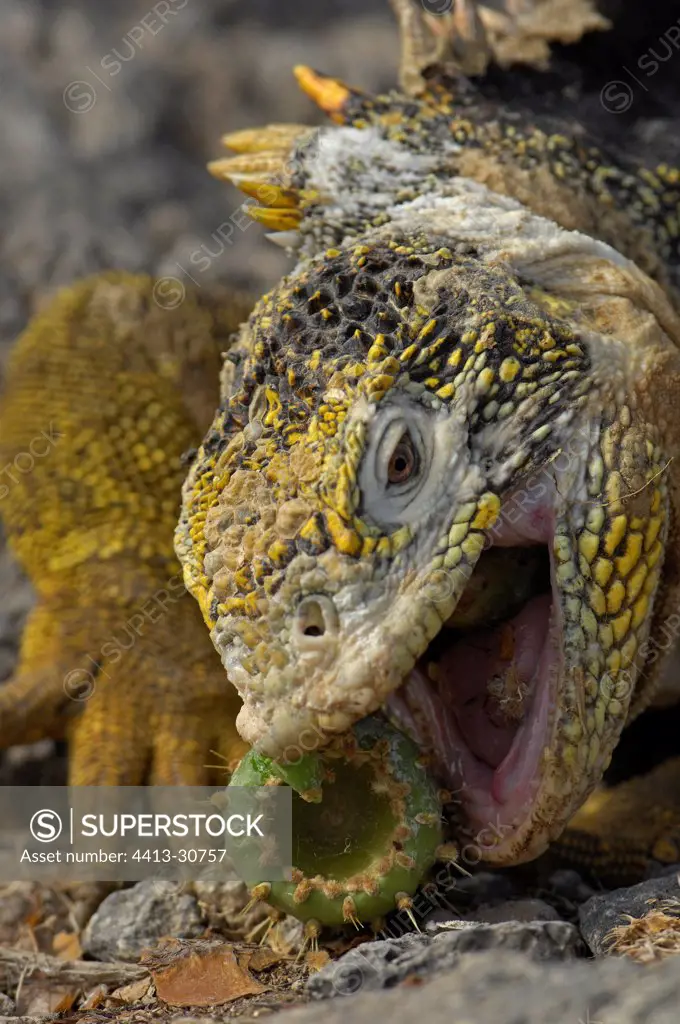 Land Iguana rolling a cactus fruit Galapagos