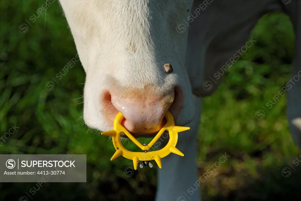 Ring of weaning in the nostrils of a veal France