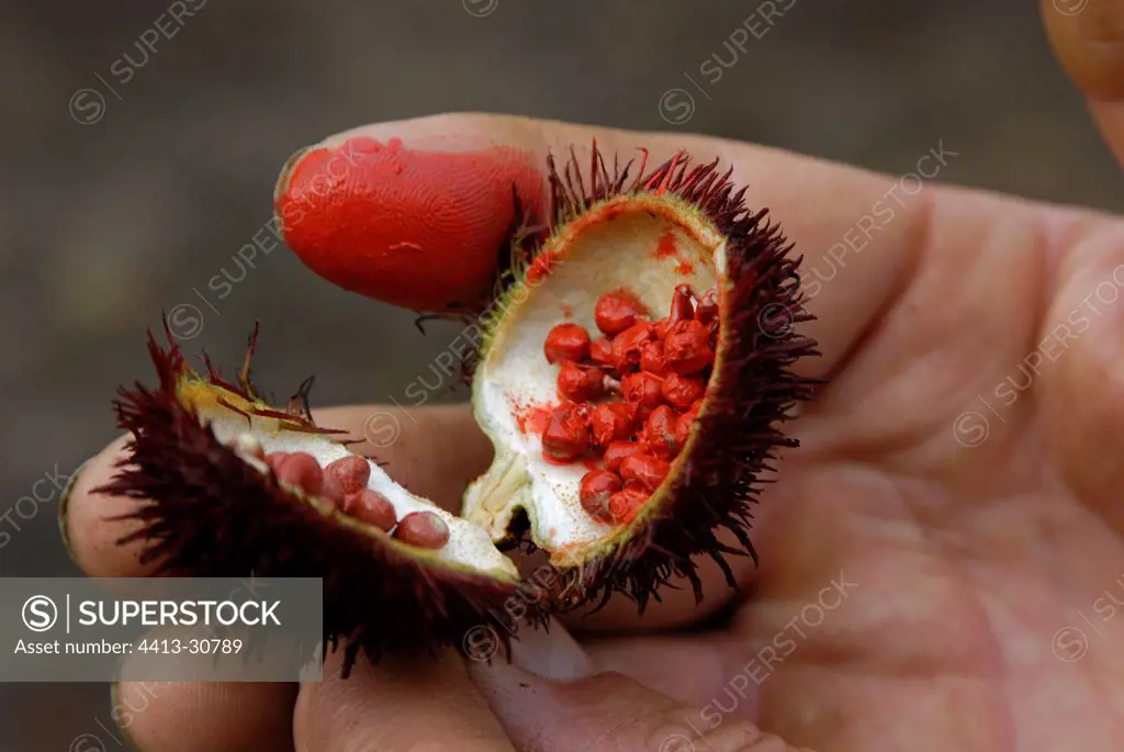 Lipsticktree fruit and tinctorial seeds Ecuador