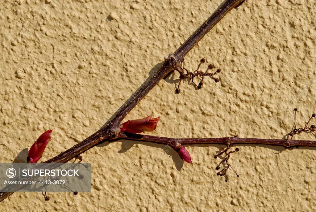 Buds of a branch of Virginia creeper in april France