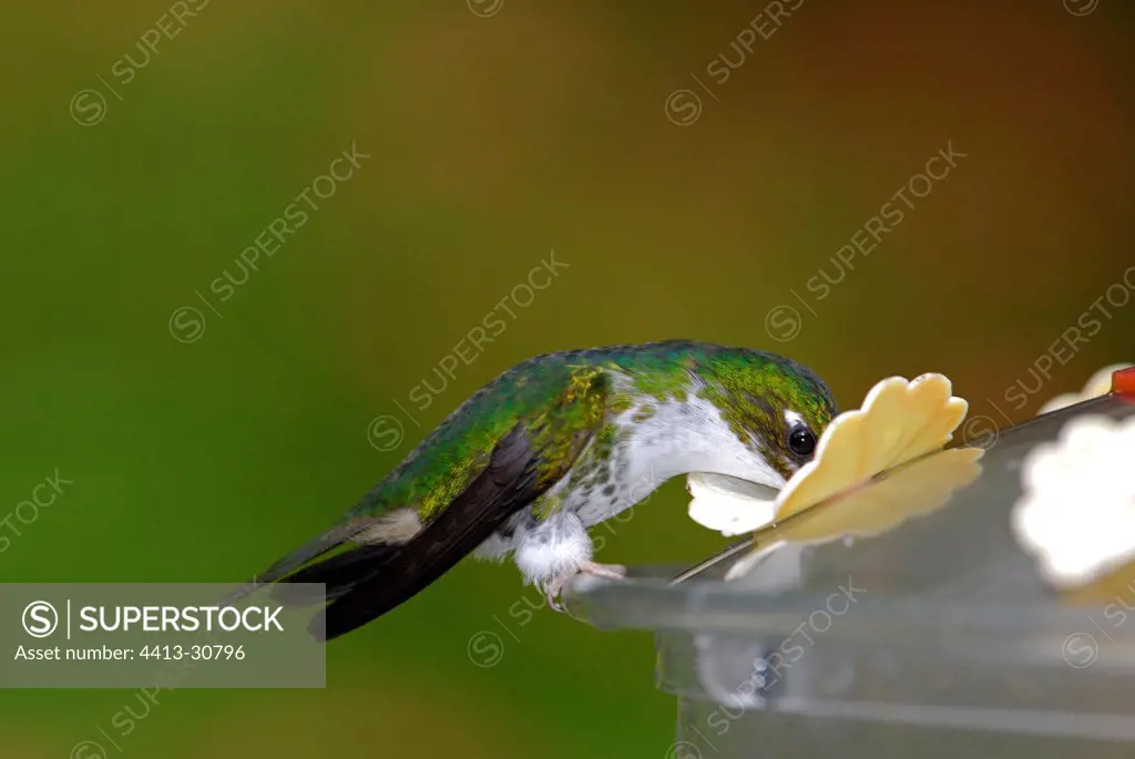 Hummingbird drinking at a distributor of sugar water Ecuador