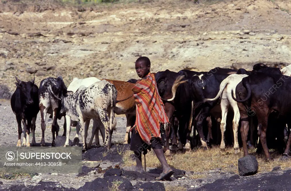 Young Masai and his herd Olduvaï Region of Tanzania
