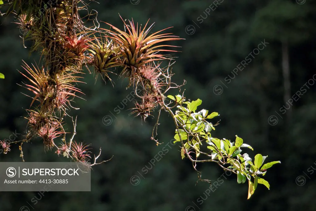 Epiphyte plants in Mindo rainforest Ecuador
