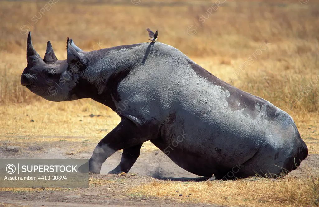 Black Rhinoceros Ngorongoro crater Tanzanie