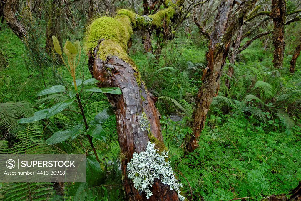 Old Polylepis in altitude virgin forest Ecuador
