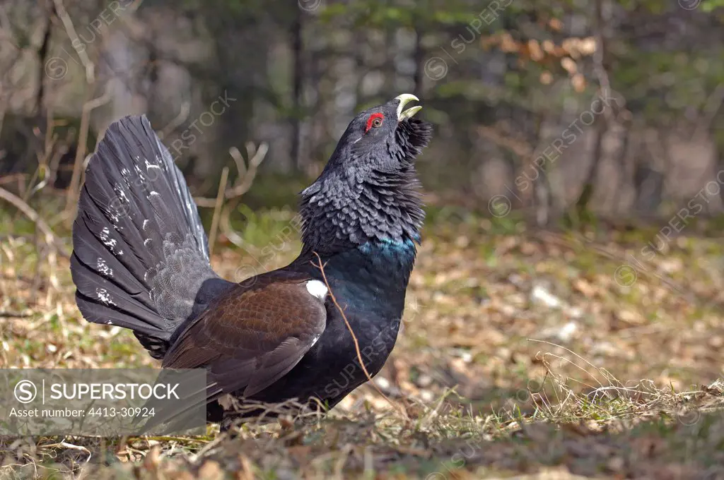Male Western Capercaillie singing Haut-Jura France