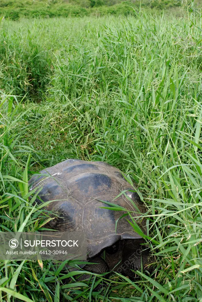 Galapagos giant tortoise in a swamp Galapagos