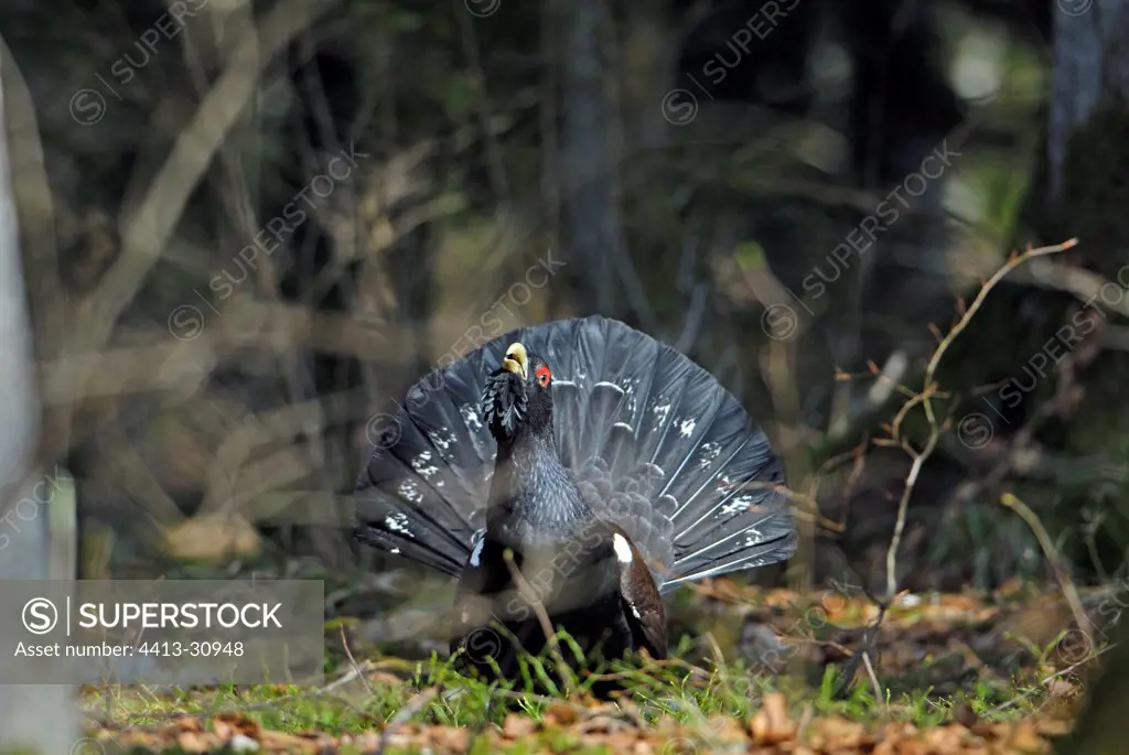 Male Western Capercaillie singing Haut-Jura France
