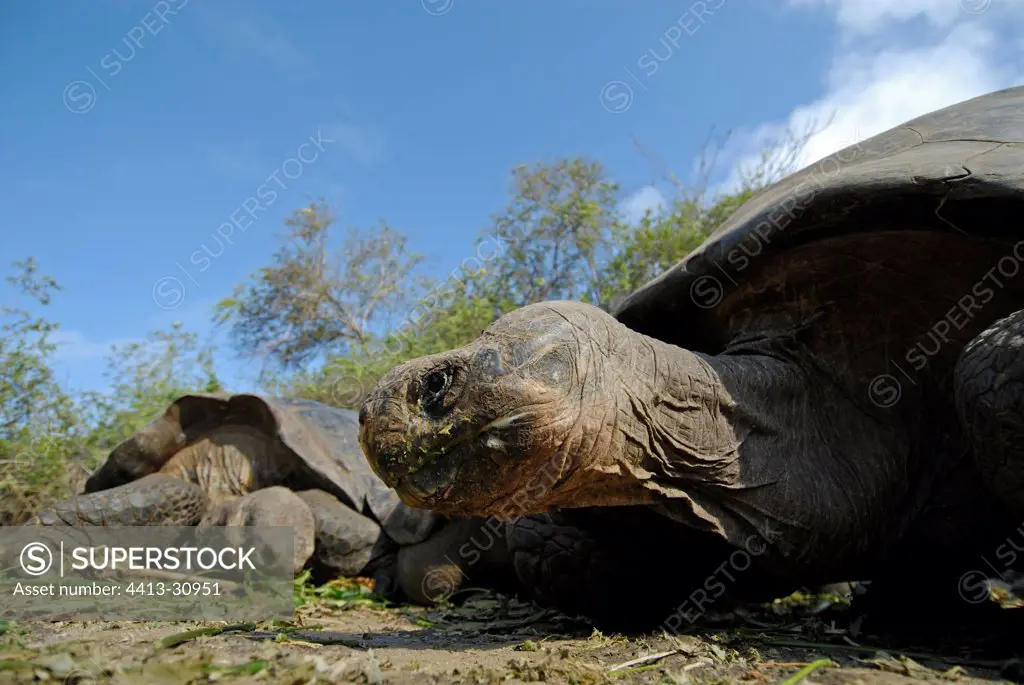 Galapagos giant tortoises eating Galapagos