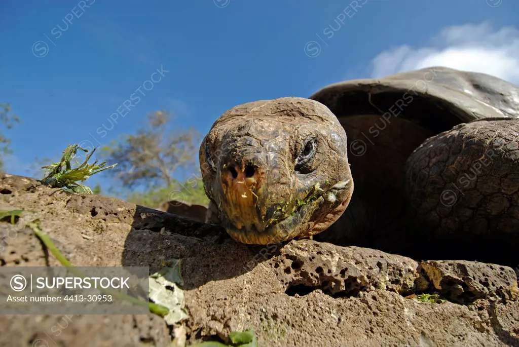 Galapagos giant tortoise Santa Cruz Island Galapagos