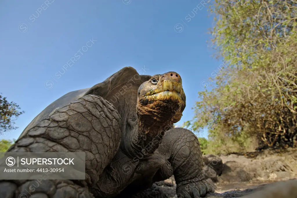 Galapagos giant tortoise Santa Cruz Island Galapagos