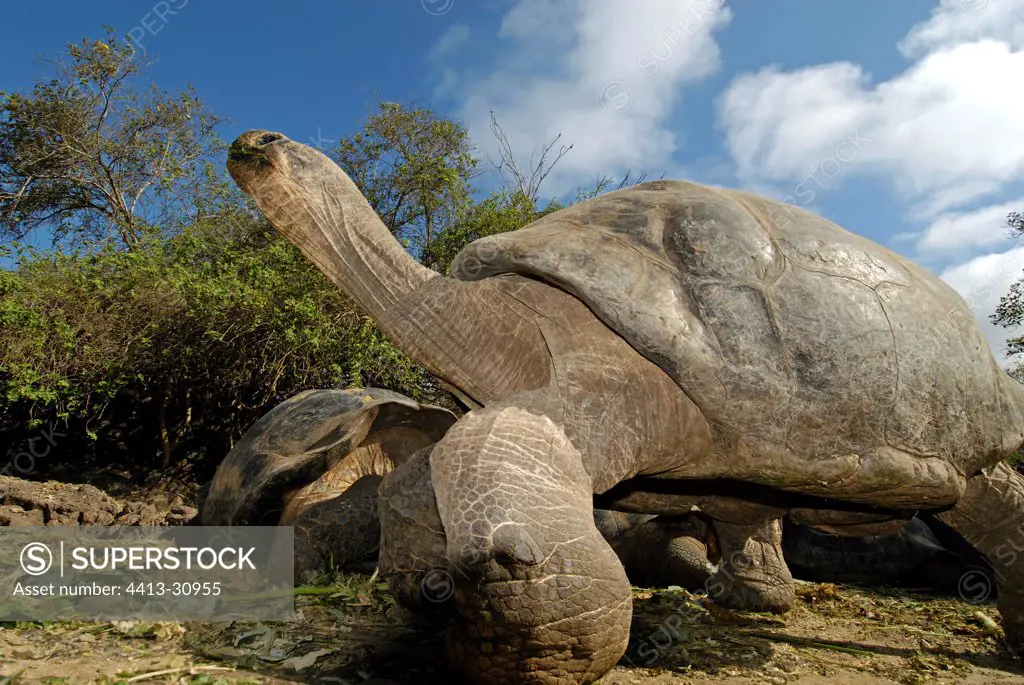 Galapagos giant tortoises Santa Cruz Island Galapagos