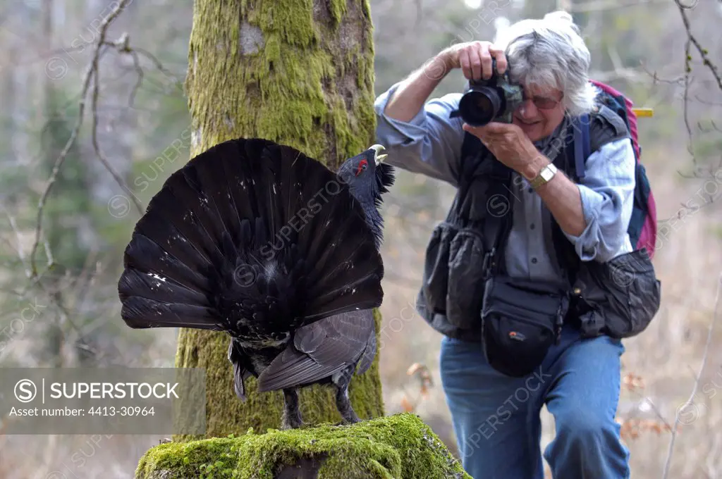 Photographer photographing a male Western Capercaillie