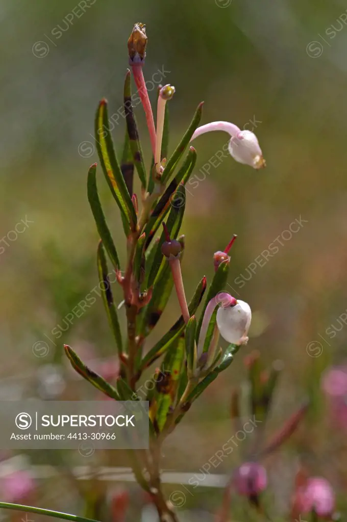 Bog rosemary flowered France