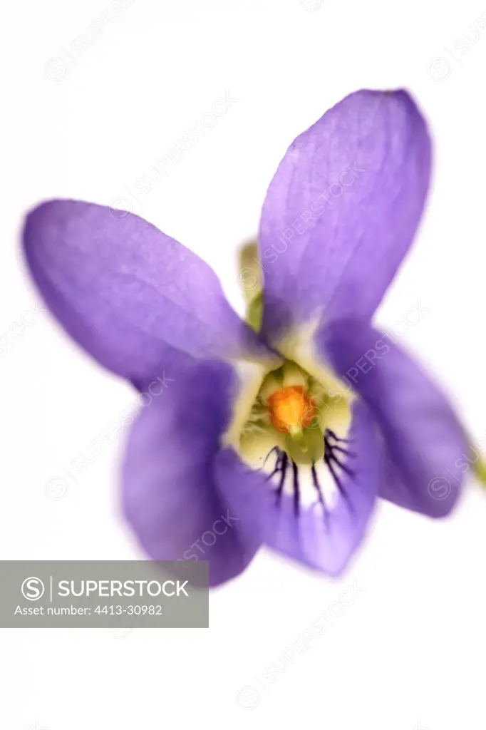 Flower of Dog Violet in studio