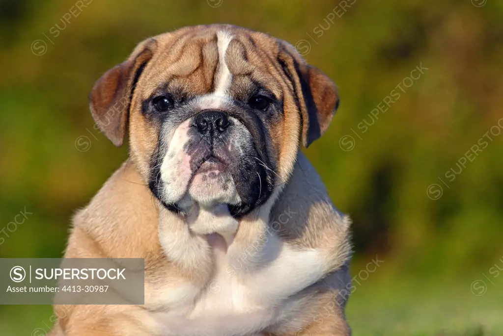 Puppy dog of English bulldog France