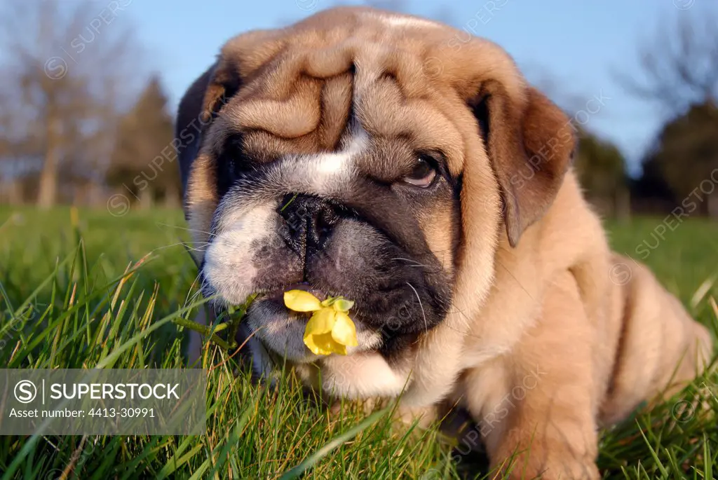 Puppy dog of English bulldog eating a flower France