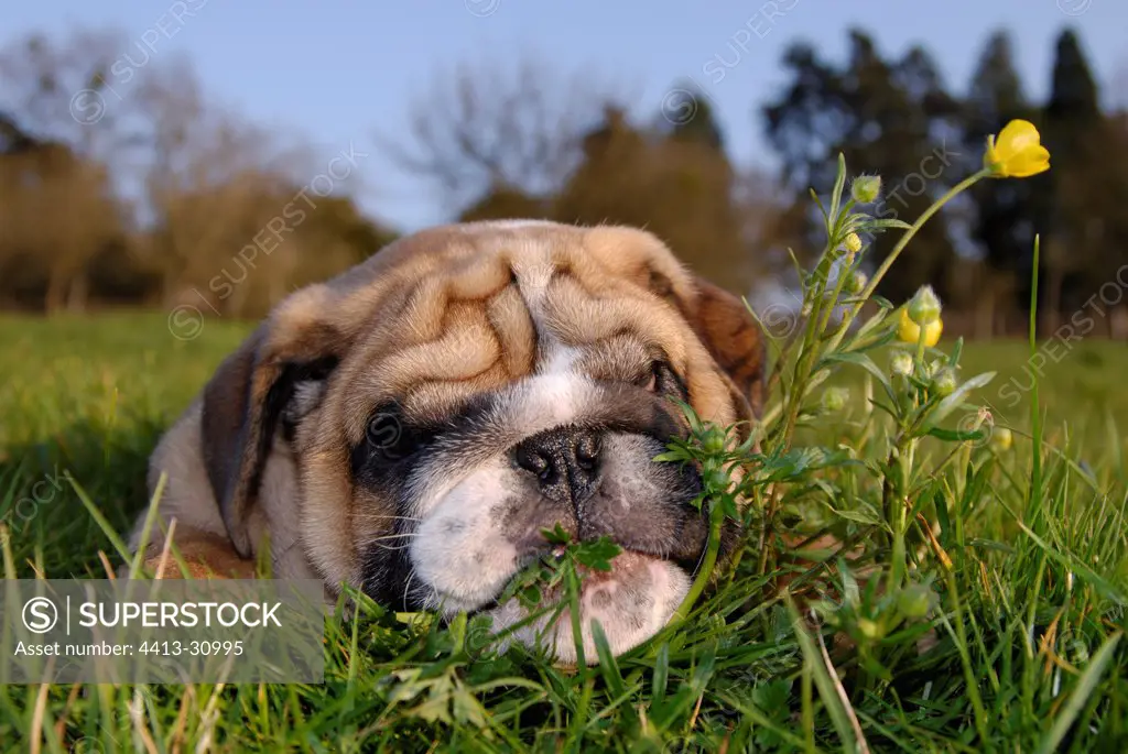Puppy dog of English sleeping in grass France