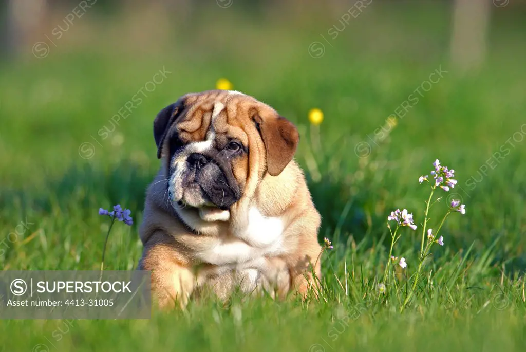 Puppy dog of English lied down in grass France