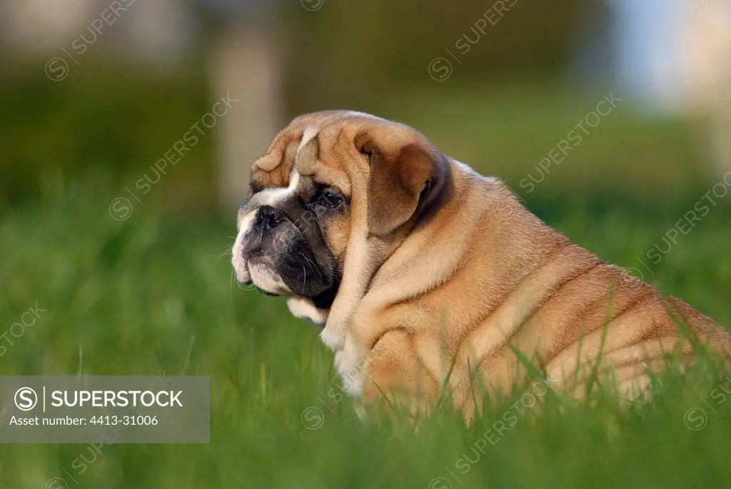 Puppy dog of English sat in grass France