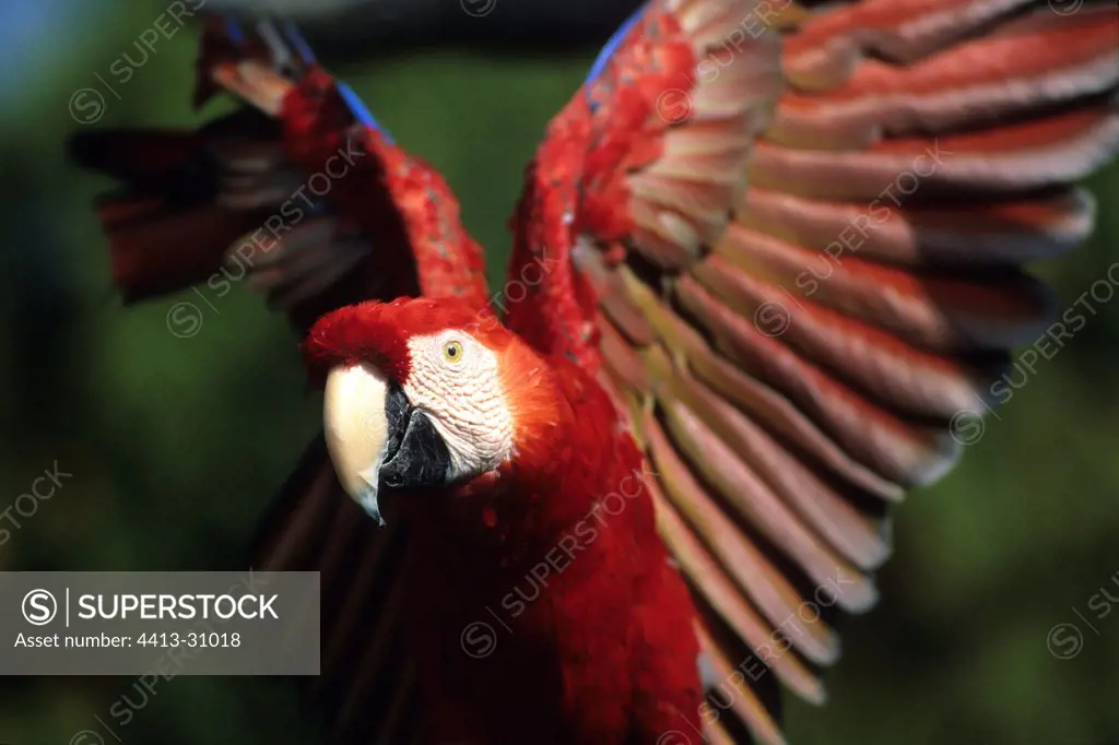 Scarlet macaw flapping wings