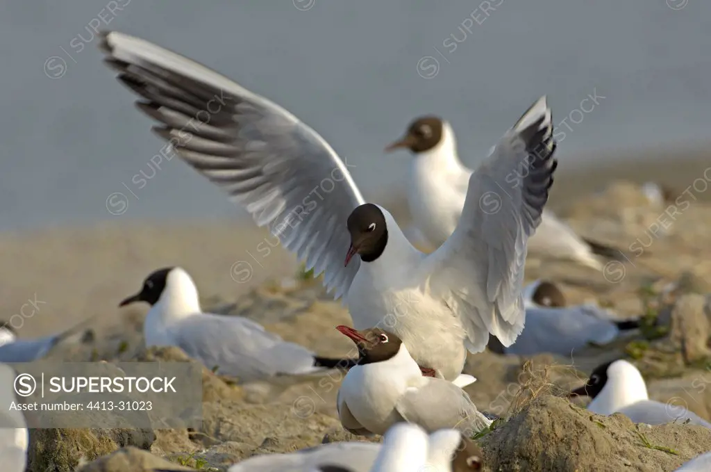 Mating of Black-headed Gull Baie de Somme France