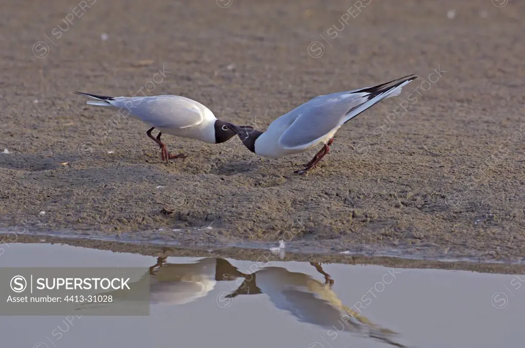 Couple of Black-headed Gull showing off Baie de Somme France
