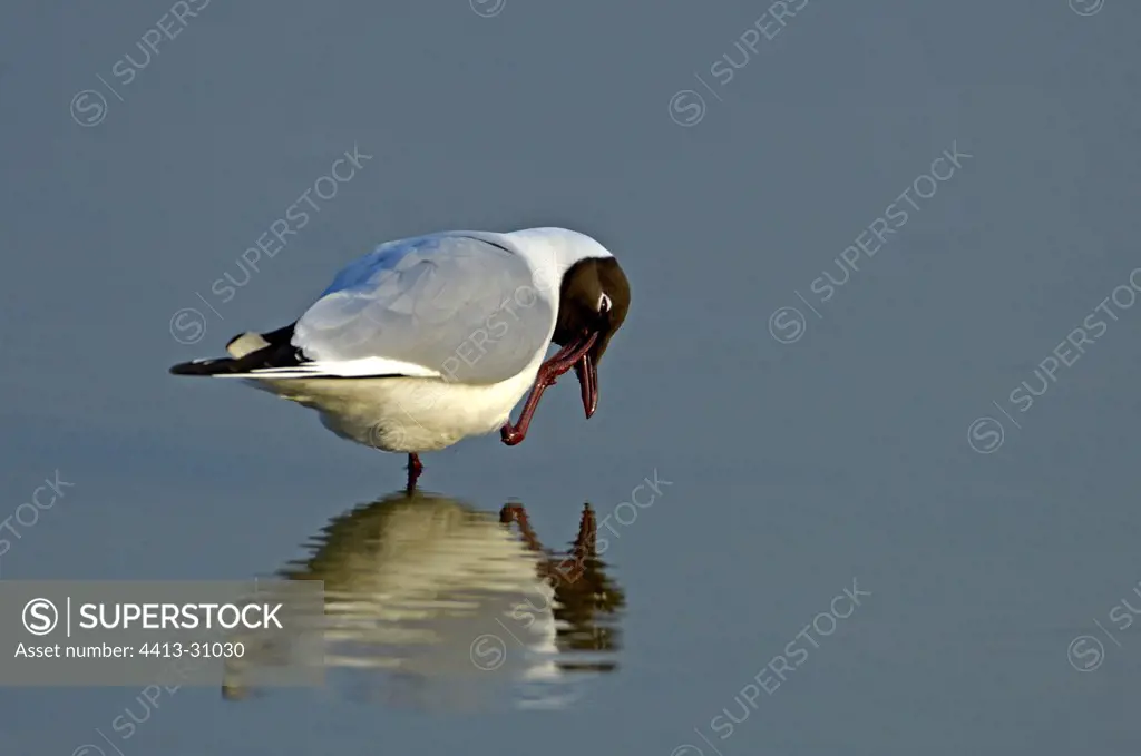 Black-headed Gull itching its head Baie de Somme France
