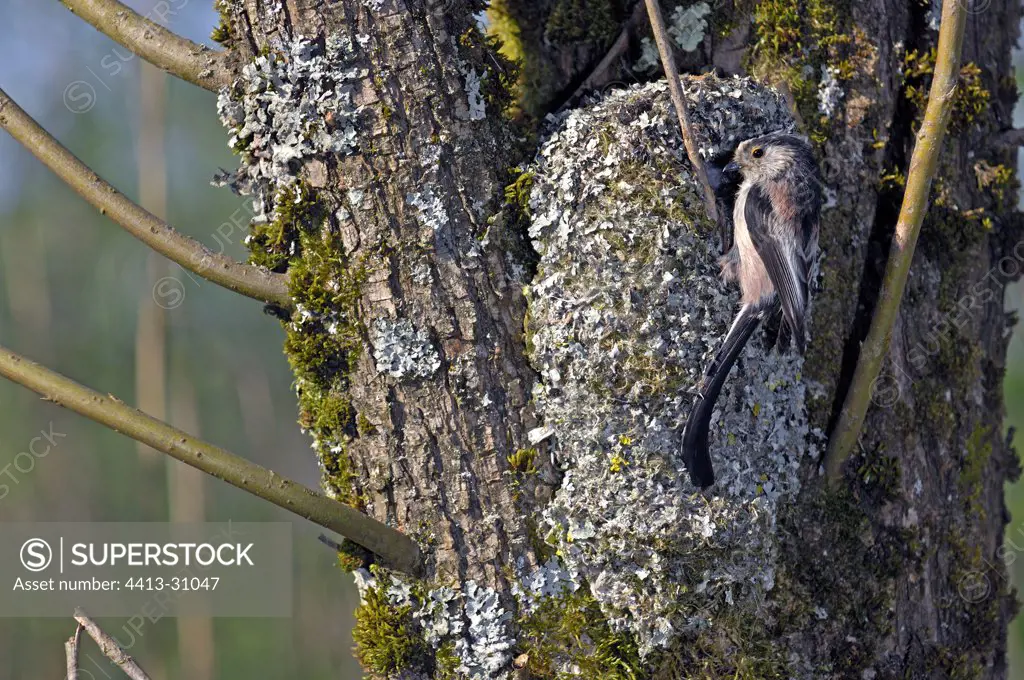 Long-tailed Tit in nest entry France