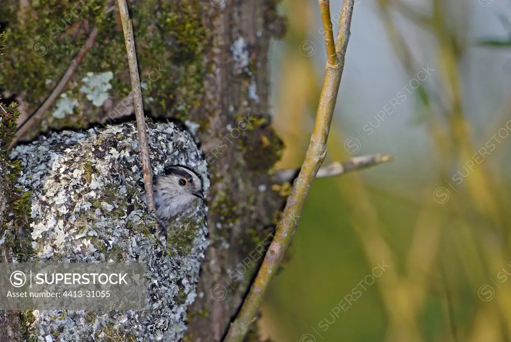 Long-tailed Tit in its nest France