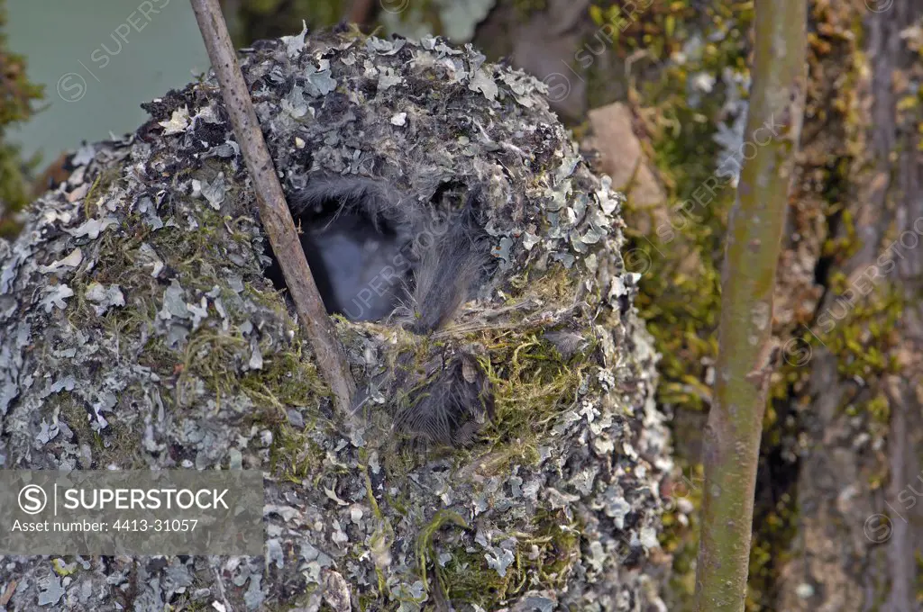 Nest of a Long-tailed Tit France